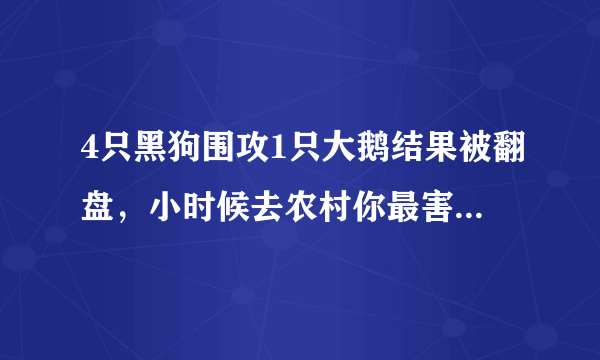 4只黑狗围攻1只大鹅结果被翻盘，小时候去农村你最害怕什么生物？