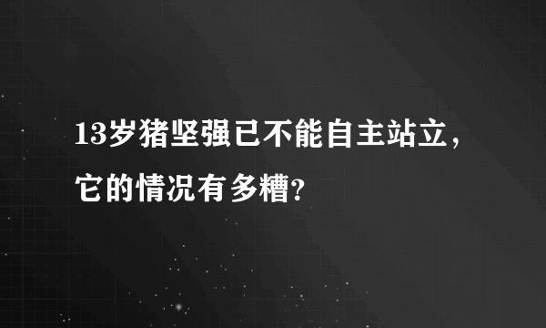 13岁猪坚强已不能自主站立，它的情况有多糟？