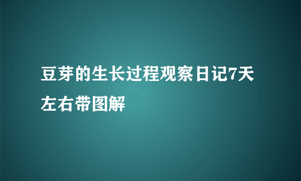 豆芽的生长过程观察日记7天左右带图解