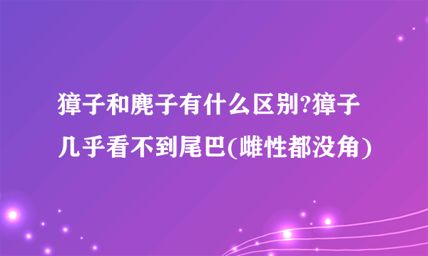 獐子和麂子有什么区别?獐子几乎看不到尾巴(雌性都没角)