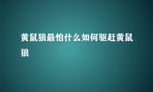 黄鼠狼最怕什么如何驱赶黄鼠狼