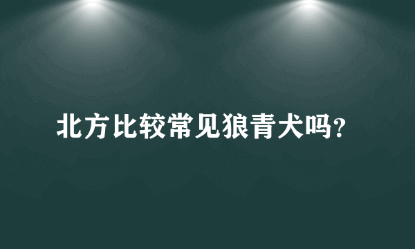 北方比较常见狼青犬吗？