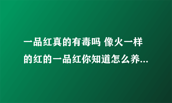 一品红真的有毒吗 像火一样的红的一品红你知道怎么养么_一品红适合在家养吗_一品红对人体有害吗_一品红的花不红怎么办