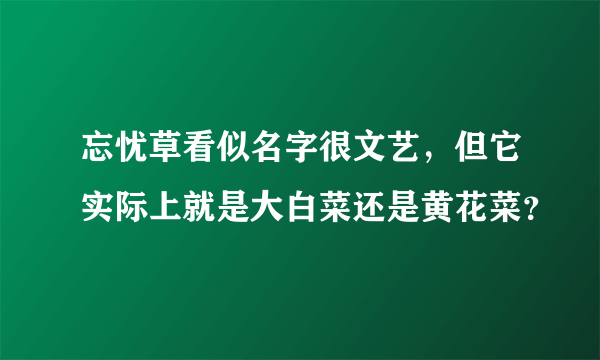 忘忧草看似名字很文艺，但它实际上就是大白菜还是黄花菜？