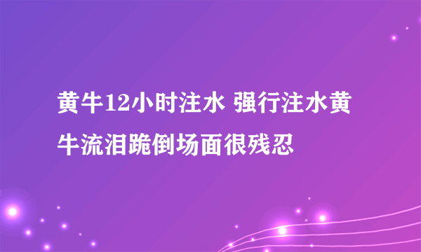 黄牛12小时注水 强行注水黄牛流泪跪倒场面很残忍