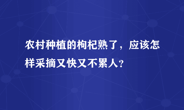 农村种植的枸杞熟了，应该怎样采摘又快又不累人？