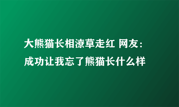 大熊猫长相潦草走红 网友：成功让我忘了熊猫长什么样