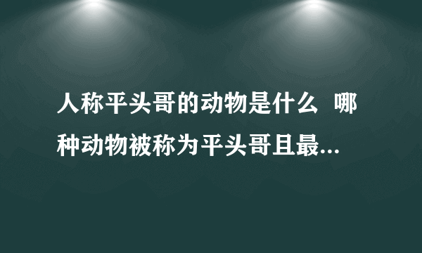 人称平头哥的动物是什么  哪种动物被称为平头哥且最无所畏惧