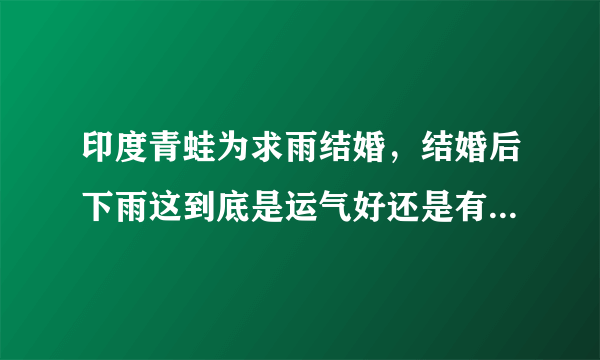 印度青蛙为求雨结婚，结婚后下雨这到底是运气好还是有什么不为人知的秘密？