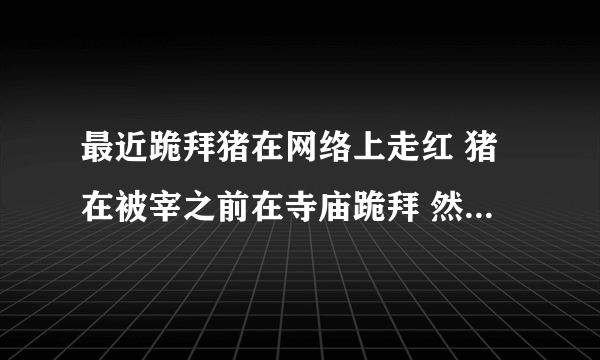 最近跪拜猪在网络上走红 猪在被宰之前在寺庙跪拜 然后当天晚上就被送去屠宰场 专家说这只是巧合