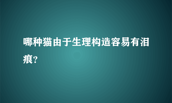 哪种猫由于生理构造容易有泪痕？