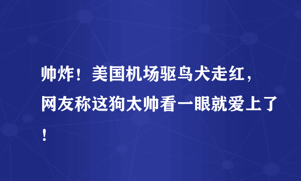 帅炸！美国机场驱鸟犬走红，网友称这狗太帅看一眼就爱上了！