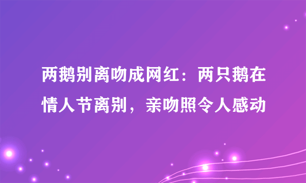 两鹅别离吻成网红：两只鹅在情人节离别，亲吻照令人感动