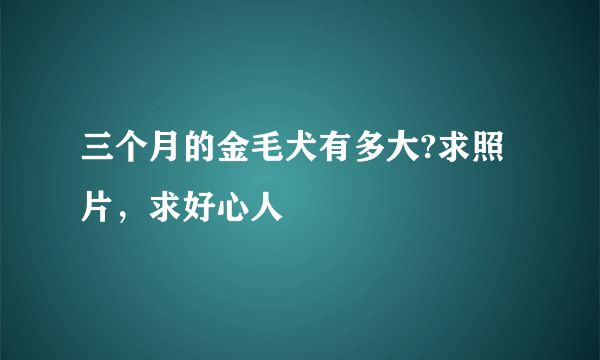 三个月的金毛犬有多大?求照片，求好心人