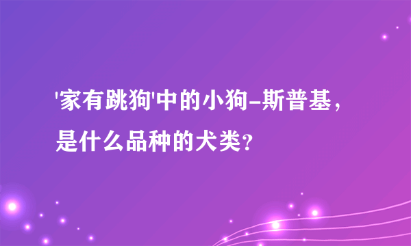 '家有跳狗'中的小狗-斯普基，是什么品种的犬类？