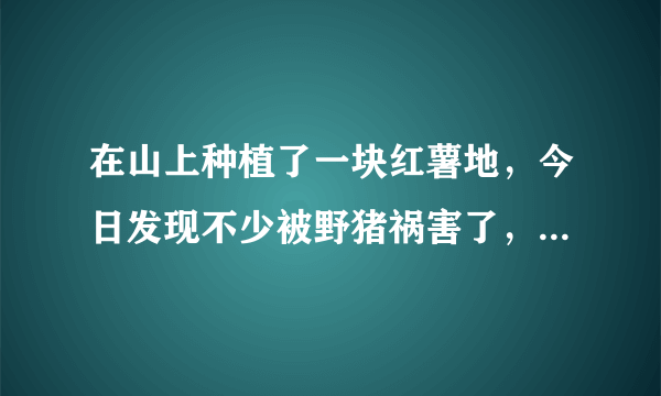 在山上种植了一块红薯地，今日发现不少被野猪祸害了，如何避免野猪来吃红薯？