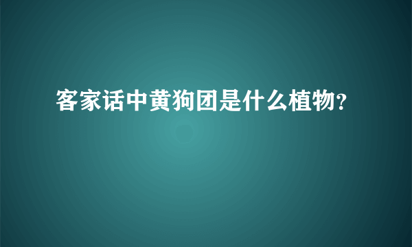 客家话中黄狗团是什么植物？