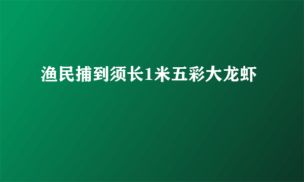 渔民捕到须长1米五彩大龙虾