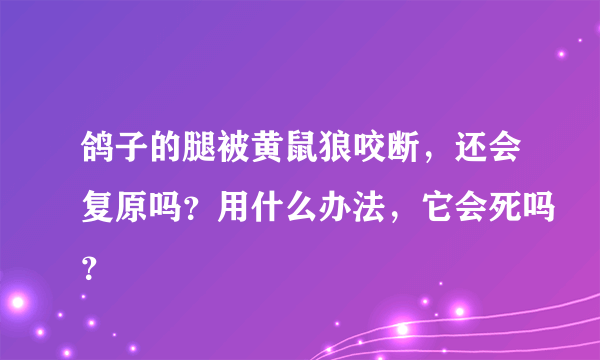 鸽子的腿被黄鼠狼咬断，还会复原吗？用什么办法，它会死吗？