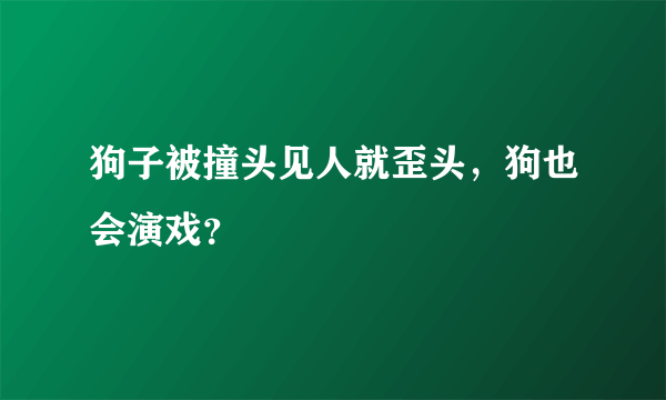 狗子被撞头见人就歪头，狗也会演戏？