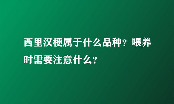 西里汉梗属于什么品种？喂养时需要注意什么？