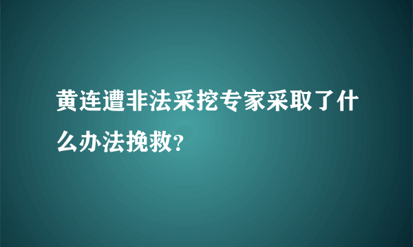 黄连遭非法采挖专家采取了什么办法挽救？