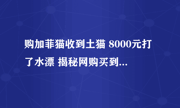 购加菲猫收到土猫 8000元打了水漂 揭秘网购买到假货怎么办