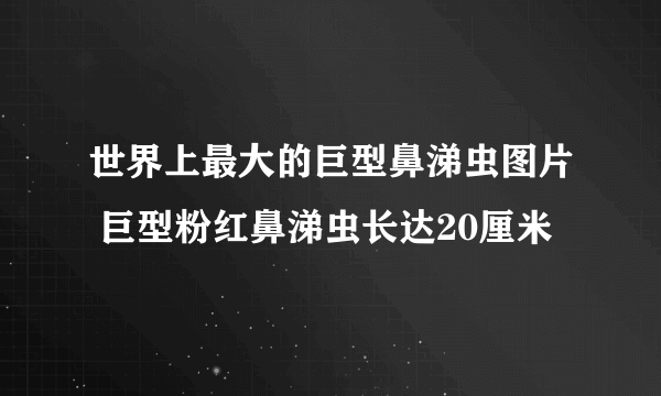 世界上最大的巨型鼻涕虫图片 巨型粉红鼻涕虫长达20厘米