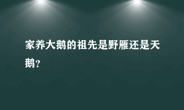 家养大鹅的祖先是野雁还是天鹅？