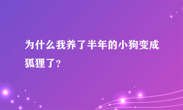 为什么我养了半年的小狗变成狐狸了？