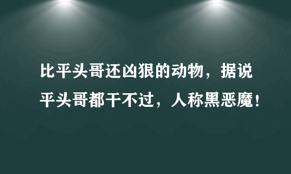 比平头哥还凶狠的动物，据说平头哥都干不过，人称黑恶魔！