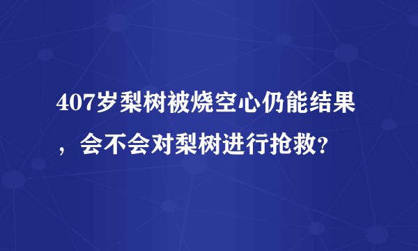 407岁梨树被烧空心仍能结果，会不会对梨树进行抢救？