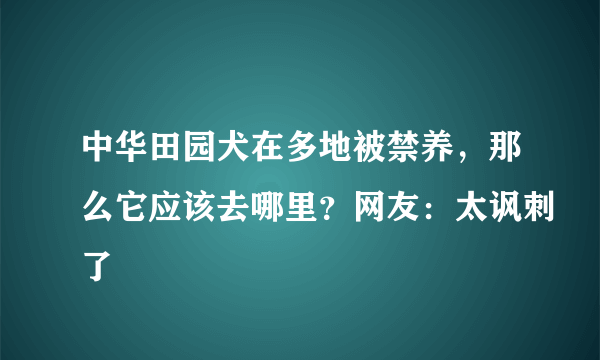 中华田园犬在多地被禁养，那么它应该去哪里？网友：太讽刺了