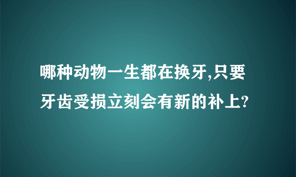 哪种动物一生都在换牙,只要牙齿受损立刻会有新的补上?