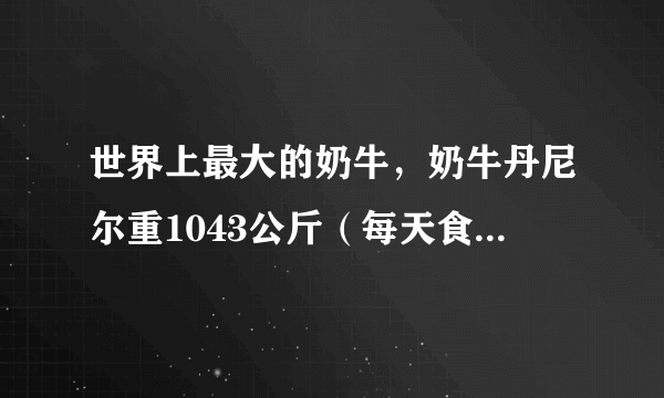 世界上最大的奶牛，奶牛丹尼尔重1043公斤（每天食用45公斤干草）