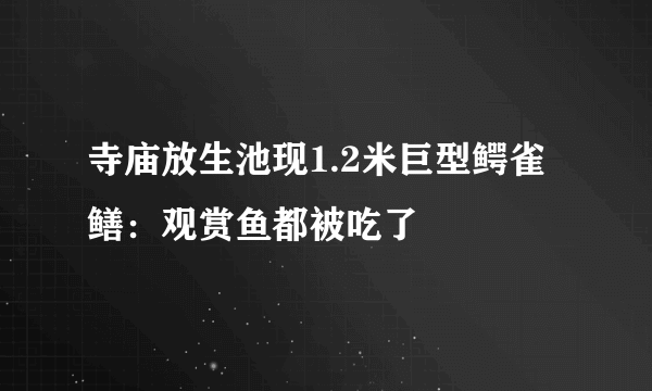 寺庙放生池现1.2米巨型鳄雀鳝：观赏鱼都被吃了