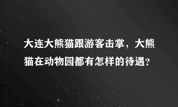 大连大熊猫跟游客击掌，大熊猫在动物园都有怎样的待遇？