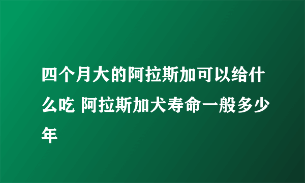 四个月大的阿拉斯加可以给什么吃 阿拉斯加犬寿命一般多少年