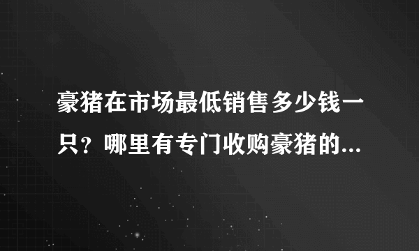 豪猪在市场最低销售多少钱一只？哪里有专门收购豪猪的地方？大神们帮帮忙