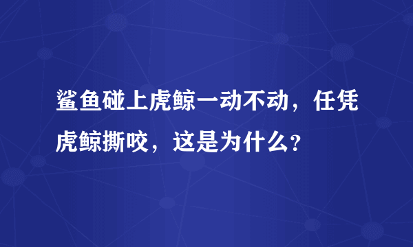 鲨鱼碰上虎鲸一动不动，任凭虎鲸撕咬，这是为什么？