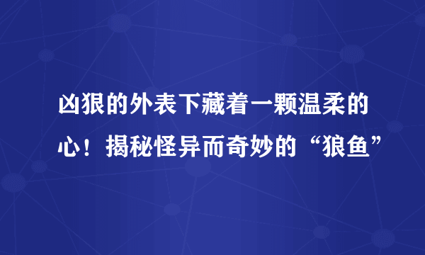 凶狠的外表下藏着一颗温柔的心！揭秘怪异而奇妙的“狼鱼”