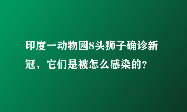 印度一动物园8头狮子确诊新冠，它们是被怎么感染的？