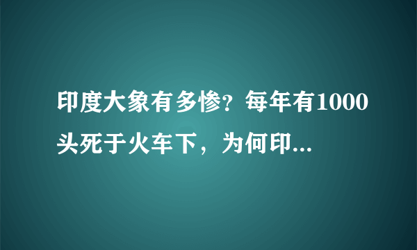 印度大象有多惨？每年有1000头死于火车下，为何印度还不装护栏？