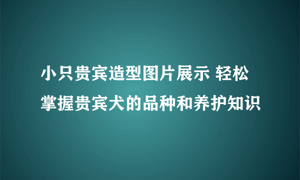 小只贵宾造型图片展示 轻松掌握贵宾犬的品种和养护知识