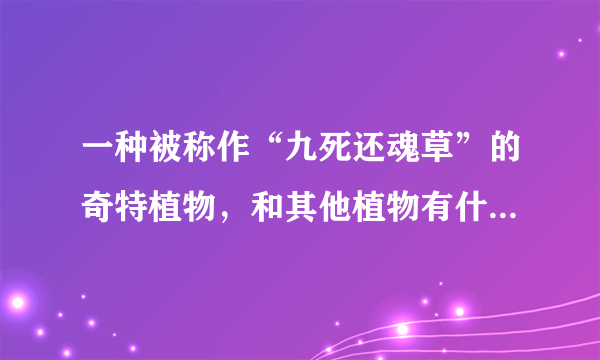 一种被称作“九死还魂草”的奇特植物，和其他植物有什么不同？