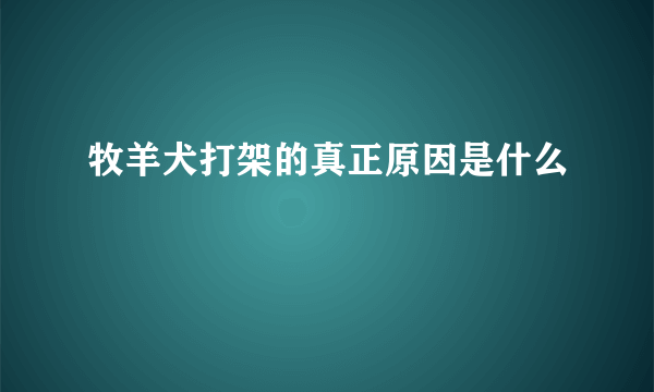 牧羊犬打架的真正原因是什么