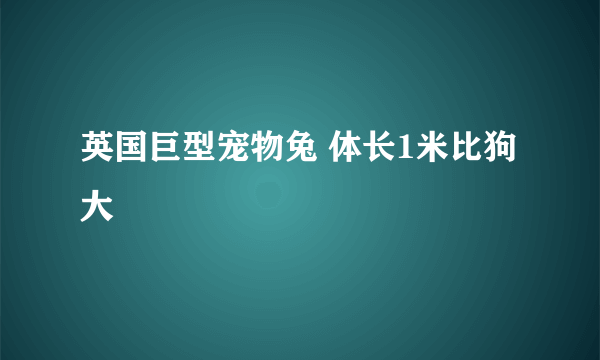 英国巨型宠物兔 体长1米比狗大