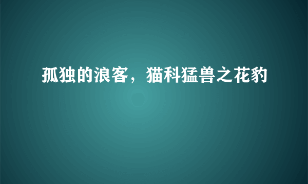 孤独的浪客，猫科猛兽之花豹