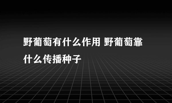 野葡萄有什么作用 野葡萄靠什么传播种子