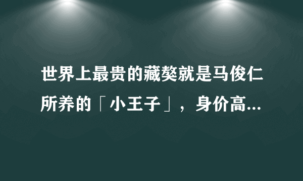 世界上最贵的藏獒就是马俊仁所养的「小王子」，身价高达4000万元